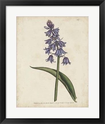 Framed Lavender Curtis Botanicals II Print