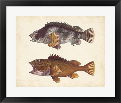 Framed Antique Fish Species II Print