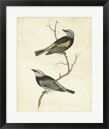 Framed Blue-headed Tanager Print