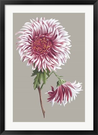 Framed Chrysanthemum on Gray III Print