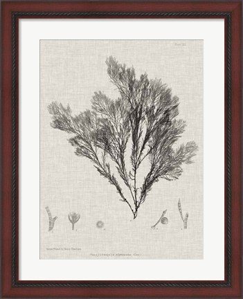 Framed Charcoal &amp; Linen Seaweed V Print