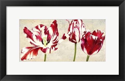 Framed Tulipes Royales Print