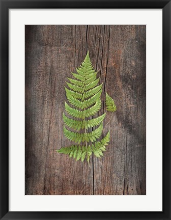 Framed Woodland Fern IV Print
