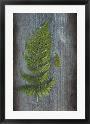 Framed Woodland Fern V Print