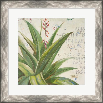 Framed Aloe II Print