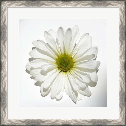Framed White Daisy II Print
