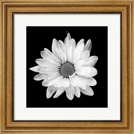 Framed White Daisy I Print