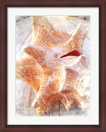 Framed Conch I Print