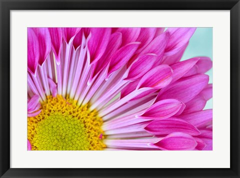 Framed Fuschia Bloom Print