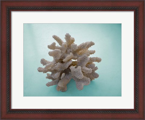 Framed Coral on Teal Print