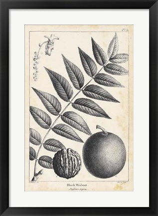 Framed Vintage Black Walnut Tree Print