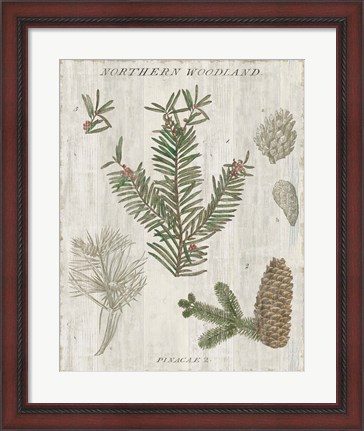 Framed Woodland Chart II Print