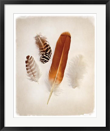 Framed Feather Group I Print