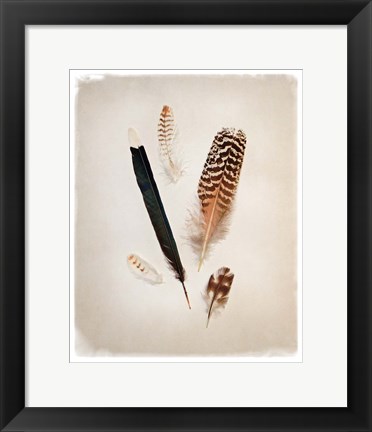 Framed Feather Group II Print