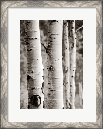 Framed Aspens I Print