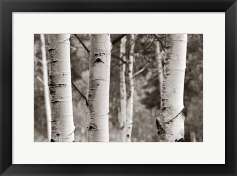 Framed Aspens  IV Print