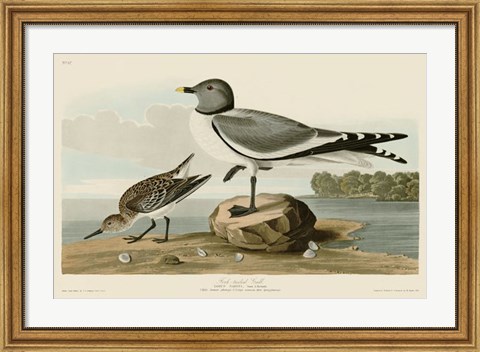 Framed Fork-Tailed Gull Print