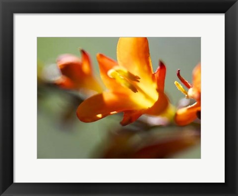 Framed Open Sunshine III Print