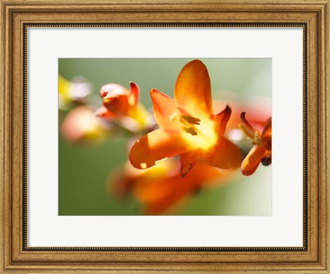 Framed Open Sunshine IV Print