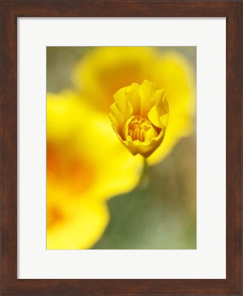 Framed California Poppy III Print
