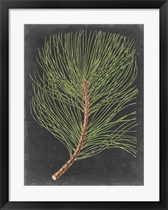 Framed Dramatic Pine III Print