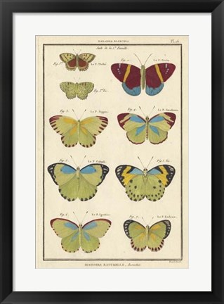 Framed Histoire Naturelle Butterflies II Print