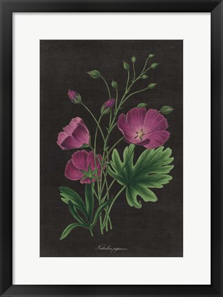 Framed Botanical on Black Chart XIII Print