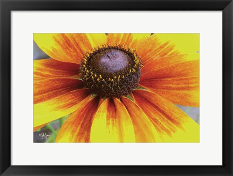 Framed Yellow Flower Print