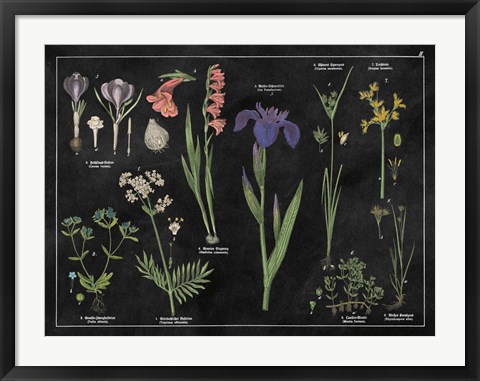 Framed Botanical Floral Chart II Black and White Print