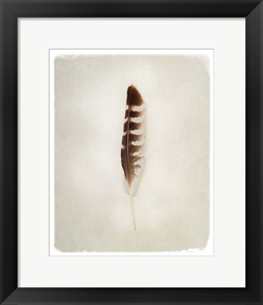 Framed Feather IV Print