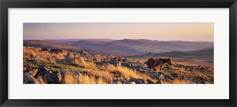 Framed Pony at Staple Tor, Devon, England Print