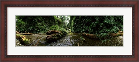 Framed Fern Canyon, Redwood National Park Print