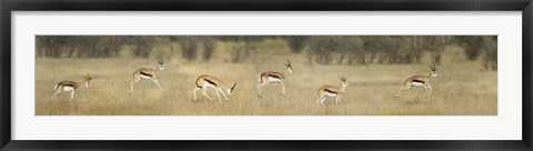 Framed Springbok, Etosha National Park, Namibia Print