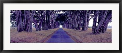 Framed Monterey Cypress Trees, Point Reyes, California Print