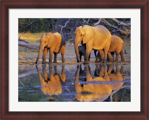 Framed African Elephants, Okavango, Botswana Print