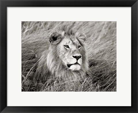 Framed African Lion, Masai Mara, Kenya 2 Print