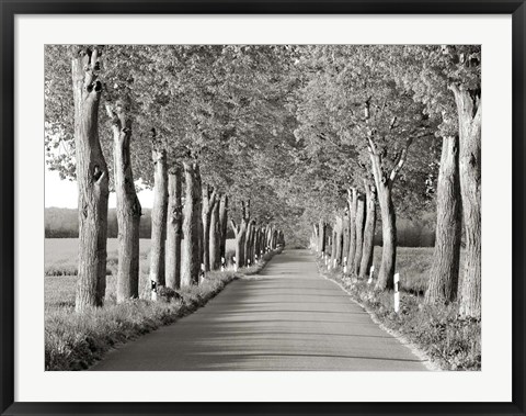 Framed Lime Tree Alley, Mecklenburg Lake District, Germany 2 Print
