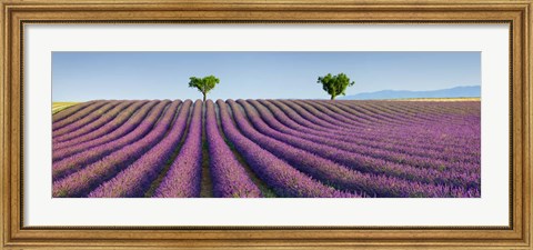 Framed Lavender Field, Provence, France Print