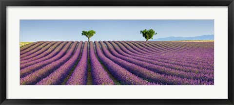 Framed Lavender Field, Provence, France Print