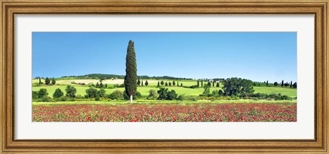 Framed Cypress In Poppy Field, Tuscany, Italy Print