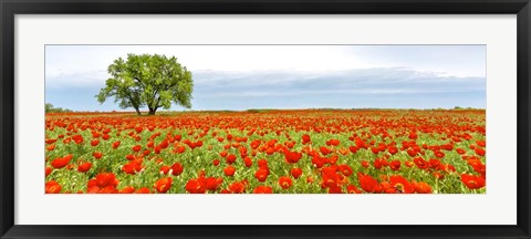 Framed Tree in a Poppy Field 1 Print