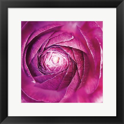 Framed Ranunculus Abstract I Color Print