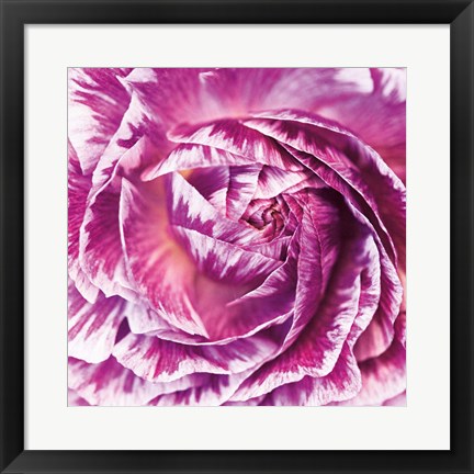 Framed Ranunculus Abstract IV Color Print