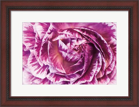 Framed Ranunculus Abstract VI Color Print