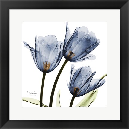 Framed New Blue Tulips C54 Print