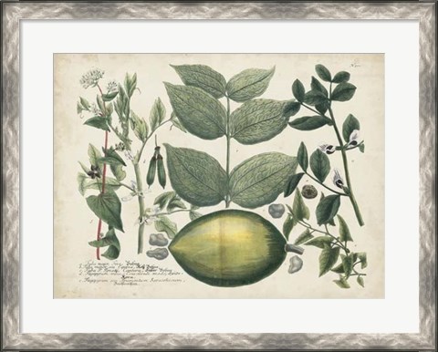 Framed Exotic Weinmann Botanical II Print