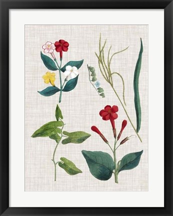 Framed Floral Assemblage III Print