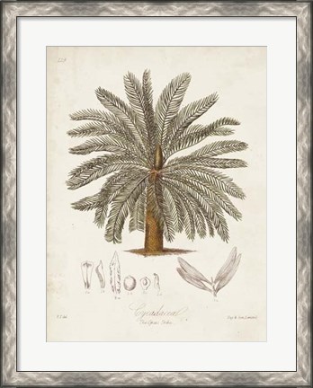 Framed Antique Tropical Palm I Print