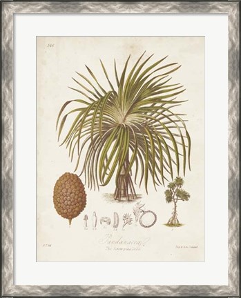 Framed Antique Tropical Palm II Print