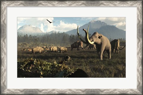 Framed Columbian Mammoths And Bison Roam The Ancient Plains Of North America Print